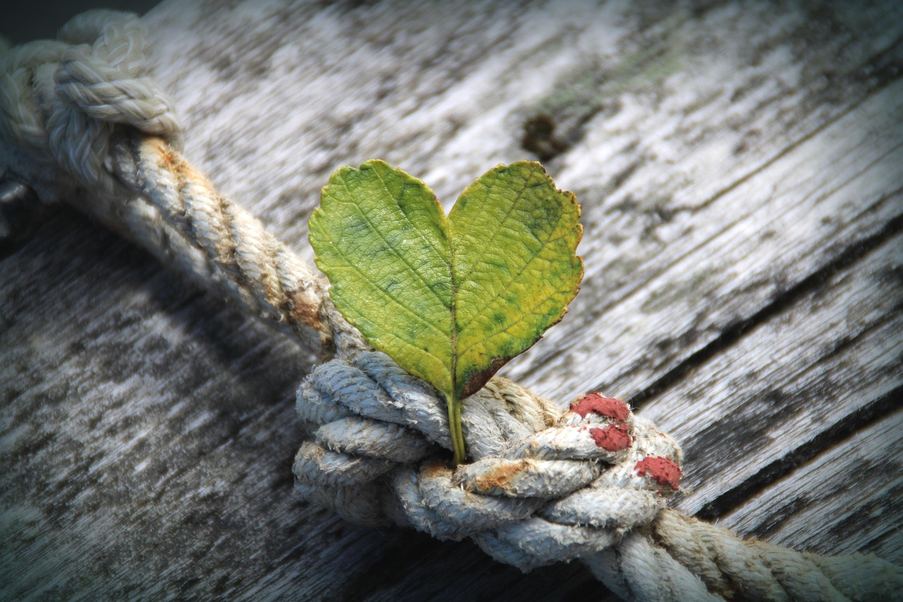 Heart shaped leaf sitting on rope